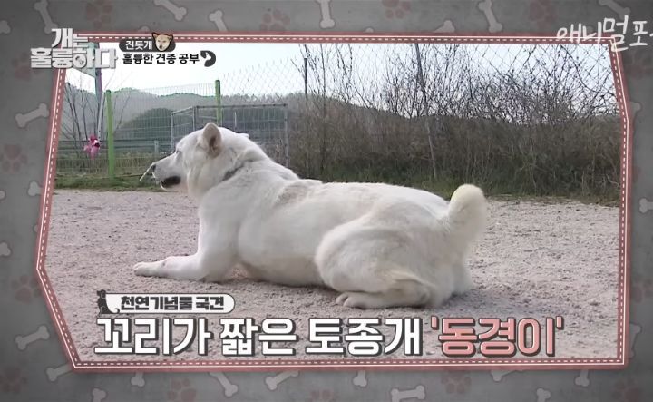 [개는 훌륭하다] 우리나라 진돗개 원탑이라는 아치 | 인스티즈