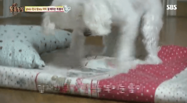 새가족이 생기자 불안해하며 가족들을 괴롭히는 반려견 봄이 | 인스티즈