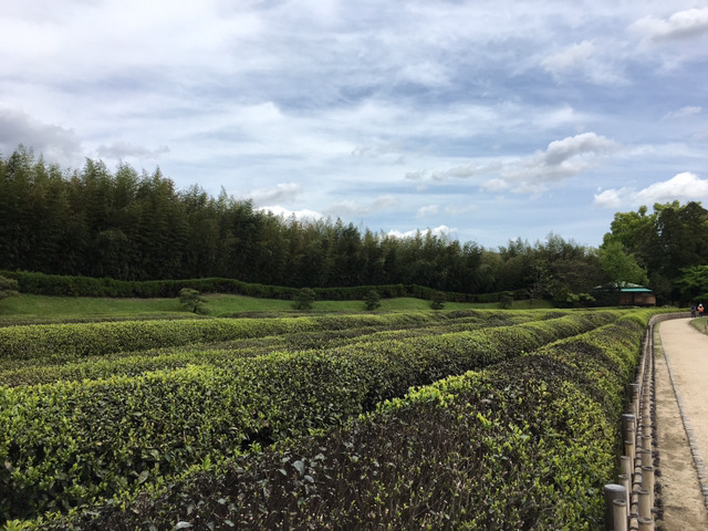 나홀로 교토여행 13박14일(6일차-1 오카야마성,고라쿠엔,구라시키미관지구) | 인스티즈