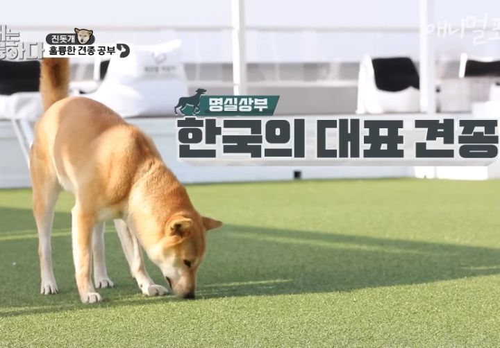 [개는 훌륭하다] 우리나라 진돗개 원탑이라는 아치 | 인스티즈