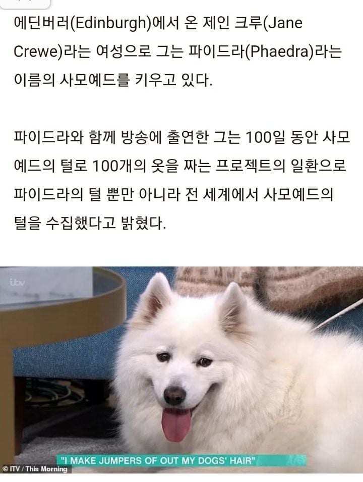 반려견 사모예드 너무 좋아해 빠진 털 모아 '뜨개질'한 옷 입는 여성 | 인스티즈