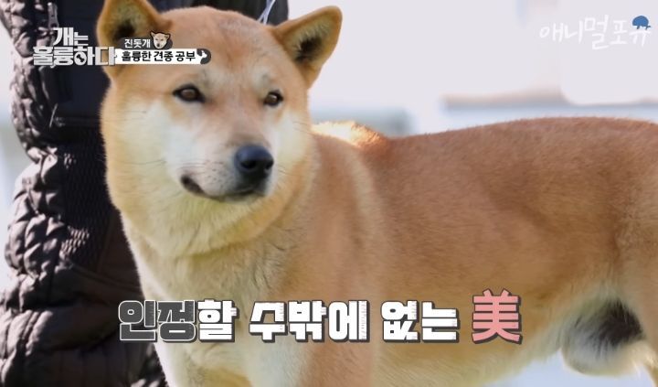 [개는 훌륭하다] 우리나라 진돗개 원탑이라는 아치 | 인스티즈