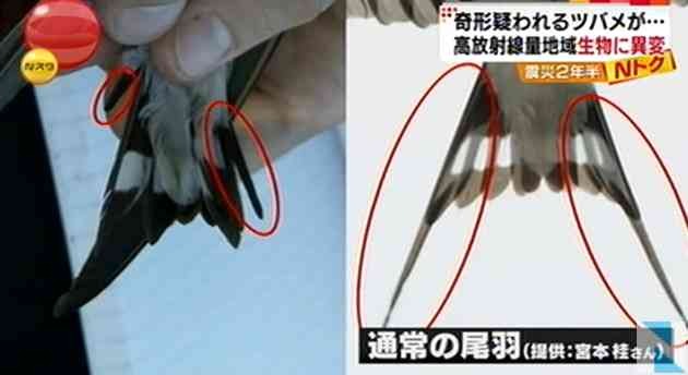 스압) 방사능을 걱정하며 살고 있습니까? -일본인들의 대답 | 인스티즈