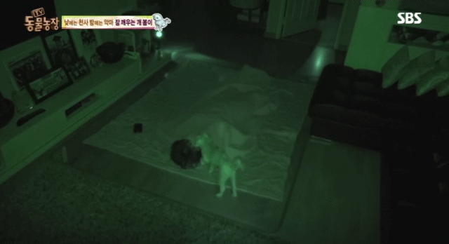 새가족이 생기자 불안해하며 가족들을 괴롭히는 반려견 봄이 | 인스티즈