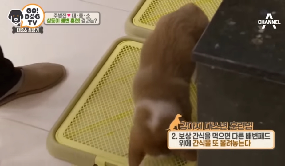 강형욱의 논란들에 대한 정리 feat.설채현 | 인스티즈