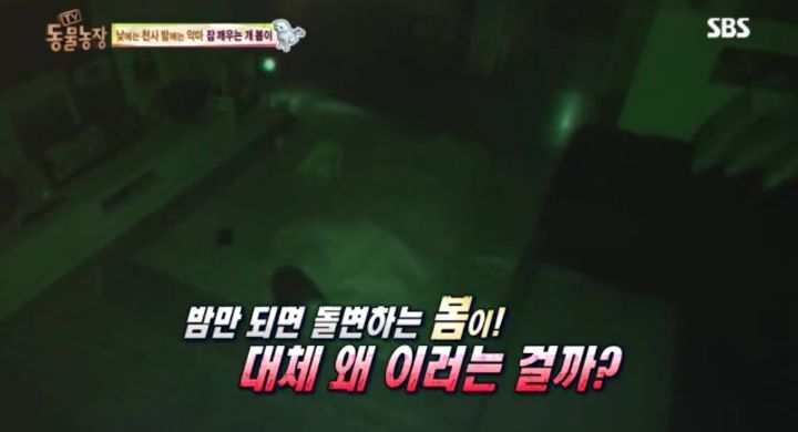새가족이 생기자 불안해하며 가족들을 괴롭히는 반려견 봄이 | 인스티즈