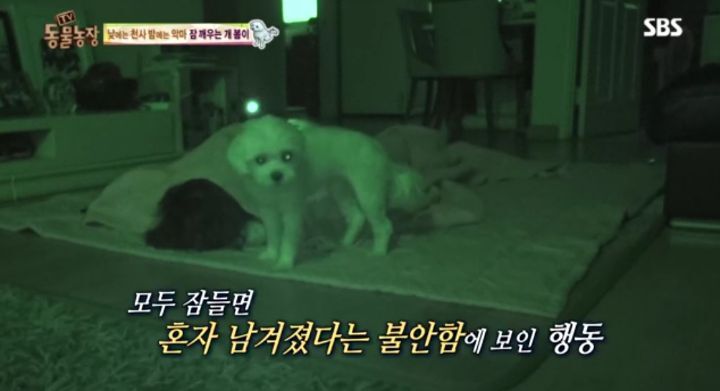 새가족이 생기자 불안해하며 가족들을 괴롭히는 반려견 봄이 | 인스티즈