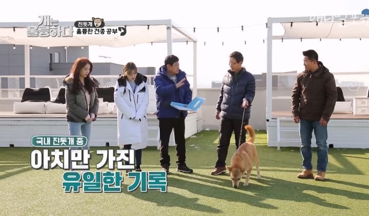 [개는 훌륭하다] 우리나라 진돗개 원탑이라는 아치 | 인스티즈