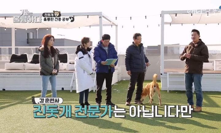[개는 훌륭하다] 우리나라 진돗개 원탑이라는 아치 | 인스티즈