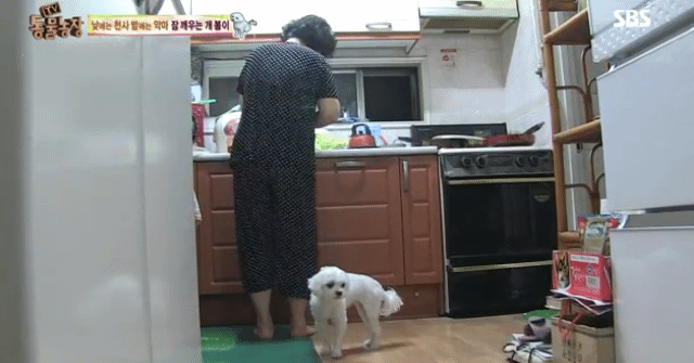 새가족이 생기자 불안해하며 가족들을 괴롭히는 반려견 봄이 | 인스티즈