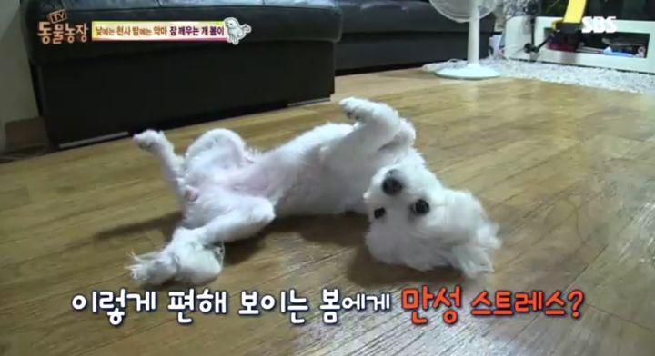 새가족이 생기자 불안해하며 가족들을 괴롭히는 반려견 봄이 | 인스티즈