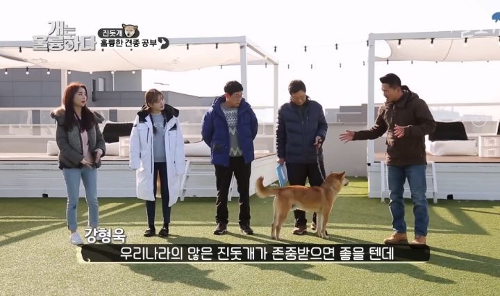 [개는 훌륭하다] 우리나라 진돗개 원탑이라는 아치 | 인스티즈
