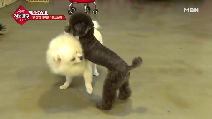 겁나 체계적인 강아지 유치원.jpg | 인스티즈