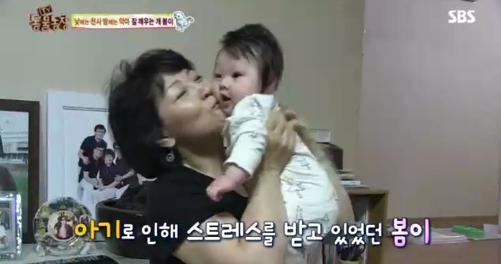 새가족이 생기자 불안해하며 가족들을 괴롭히는 반려견 봄이 | 인스티즈