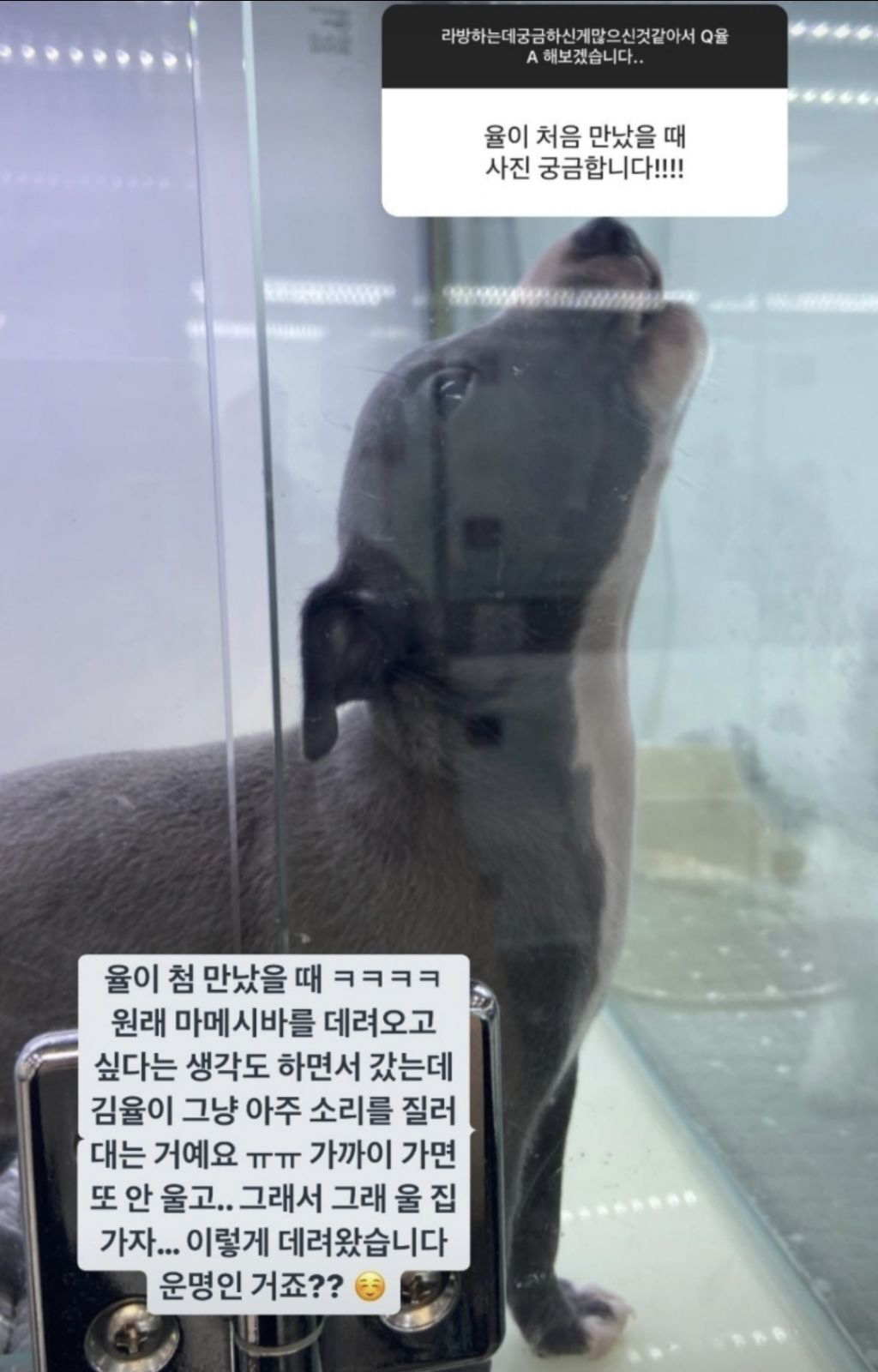 펫샵분들은 왜자꾸 묘연이라던지 운명이라는 말을 남발함 | 인스티즈