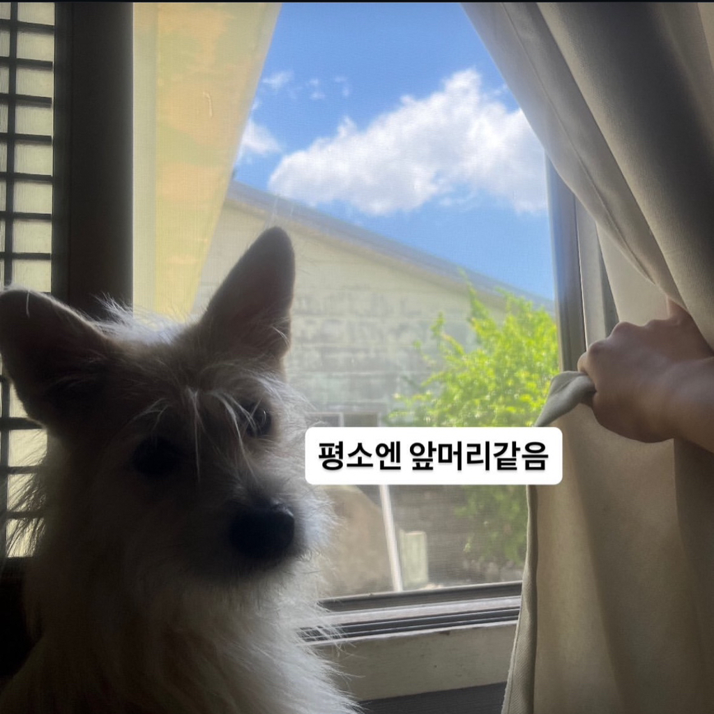 🚨부산 실종 강아지 호랑이를 찾습니다🚨 | 인스티즈