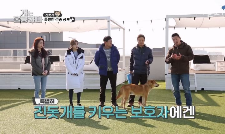 [개는 훌륭하다] 우리나라 진돗개 원탑이라는 아치 | 인스티즈
