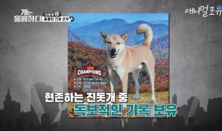 [개는 훌륭하다] 우리나라 진돗개 원탑이라는 아치 | 인스티즈