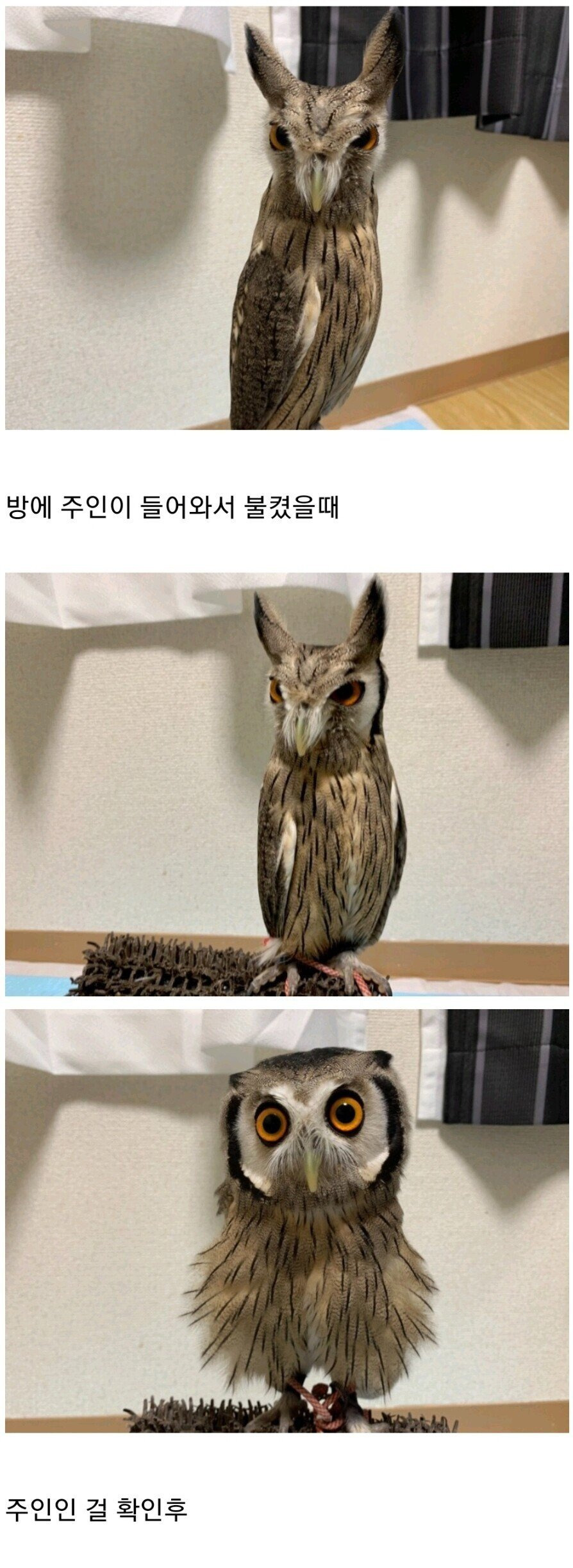 부엉이 키우면 볼 수 있는 장면 | 인스티즈