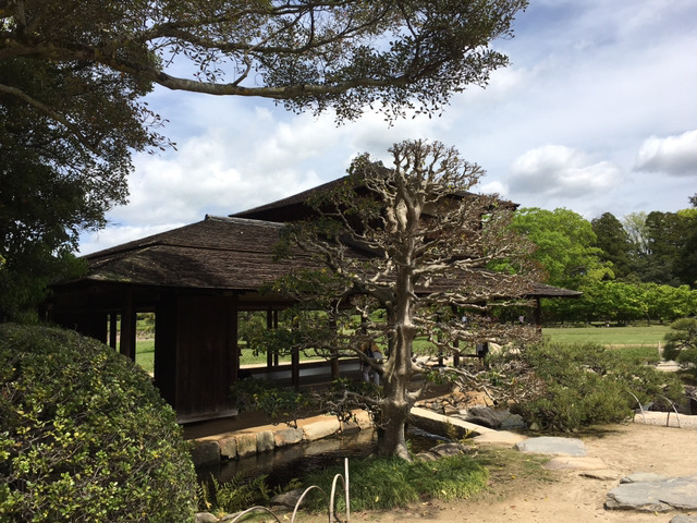 나홀로 교토여행 13박14일(6일차-1 오카야마성,고라쿠엔,구라시키미관지구) | 인스티즈