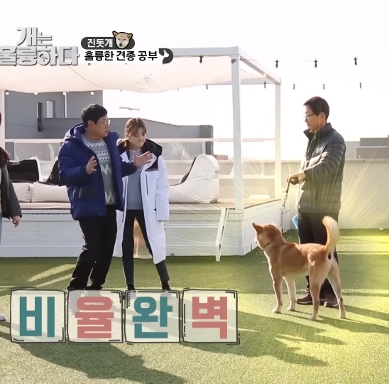 [개는 훌륭하다] 우리나라 진돗개 원탑이라는 아치 | 인스티즈