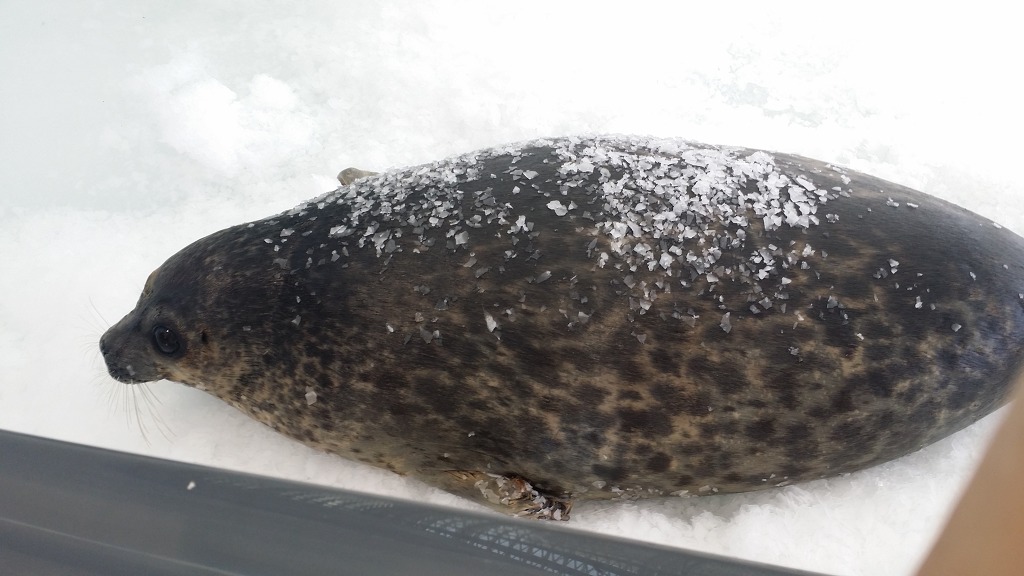 일본 오사카 여행 리얼후기 1탄!! 핫한 여행지 오사카로 떠나봐요!!_ | 인스티즈
