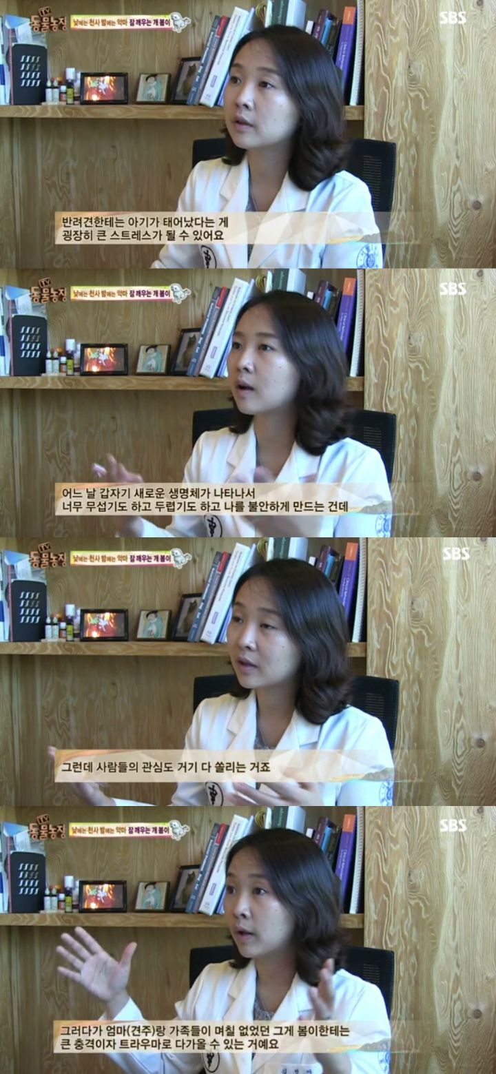 새가족이 생기자 불안해하며 가족들을 괴롭히는 반려견 봄이 | 인스티즈