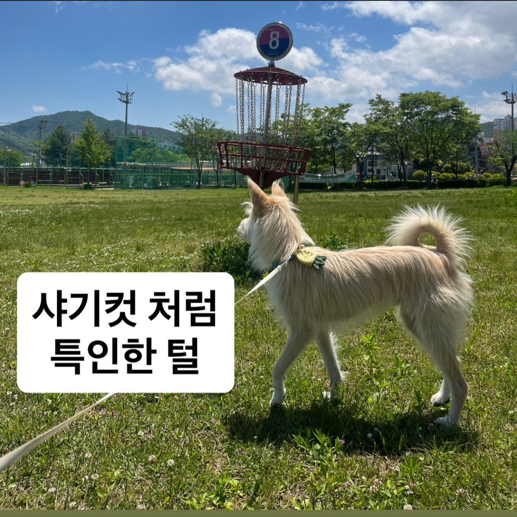 🚨부산 실종 강아지 호랑이를 찾습니다🚨 | 인스티즈