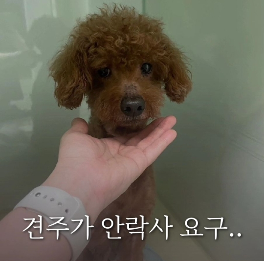 9년 키운 강아지 피부 안 좋다고 안락사 요청 | 인스티즈