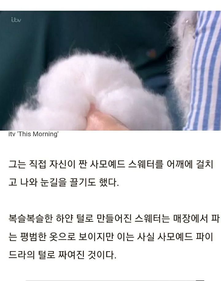 반려견 사모예드 너무 좋아해 빠진 털 모아 '뜨개질'한 옷 입는 여성 | 인스티즈
