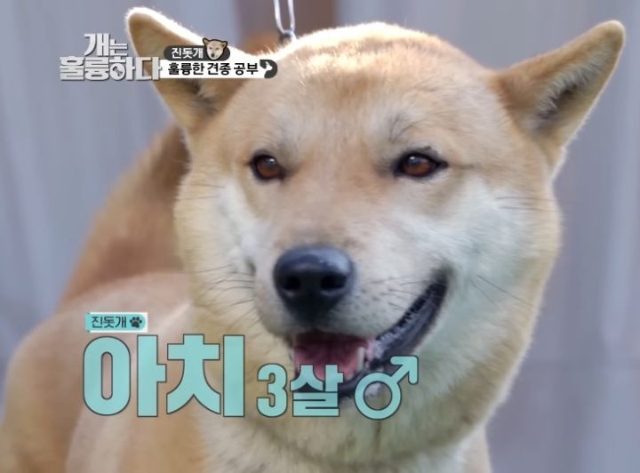 [개는 훌륭하다] 우리나라 진돗개 원탑이라는 아치 | 인스티즈