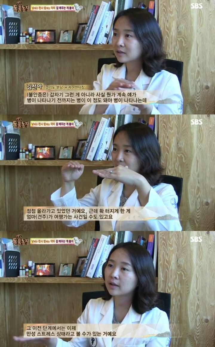 새가족이 생기자 불안해하며 가족들을 괴롭히는 반려견 봄이 | 인스티즈