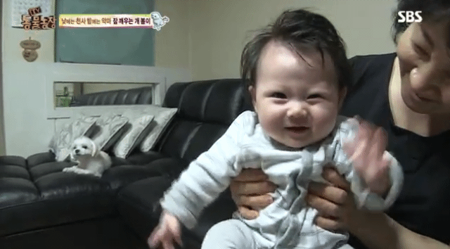 새가족이 생기자 불안해하며 가족들을 괴롭히는 반려견 봄이 | 인스티즈