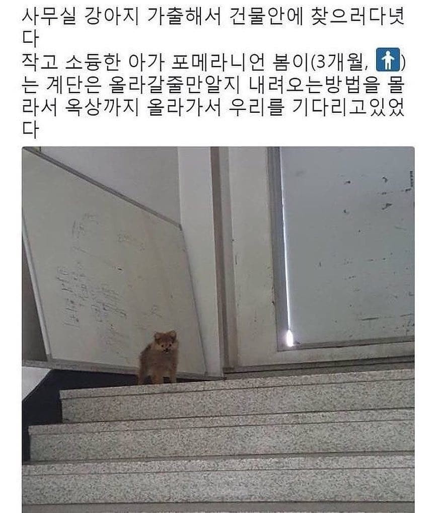 사무실 강아지 가출사건.jpg | 인스티즈