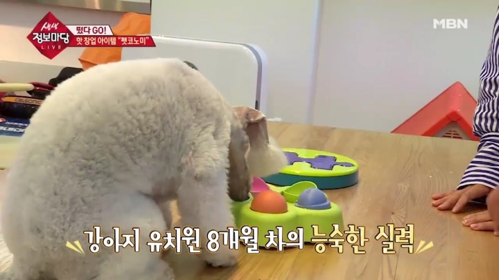 겁나 체계적인 강아지 유치원.jpg | 인스티즈