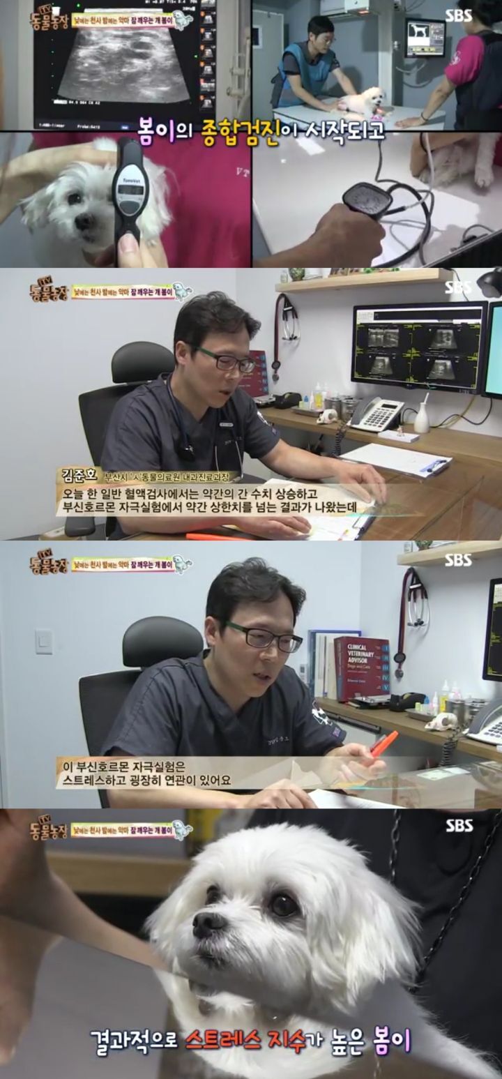 새가족이 생기자 불안해하며 가족들을 괴롭히는 반려견 봄이 | 인스티즈