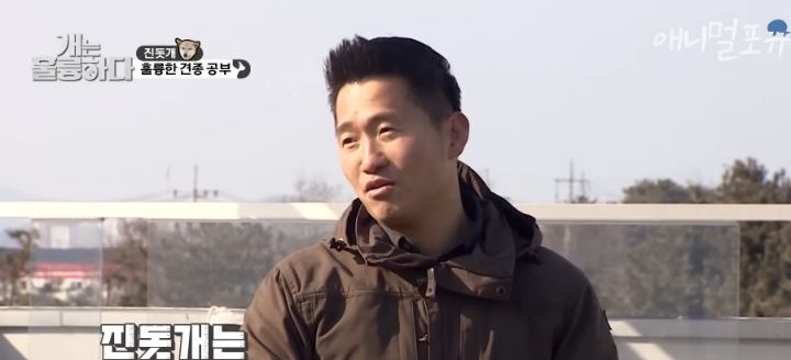 [개는 훌륭하다] 우리나라 진돗개 원탑이라는 아치 | 인스티즈