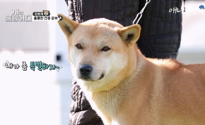 [개는 훌륭하다] 우리나라 진돗개 원탑이라는 아치 | 인스티즈