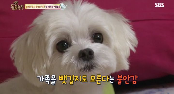 새가족이 생기자 불안해하며 가족들을 괴롭히는 반려견 봄이 | 인스티즈