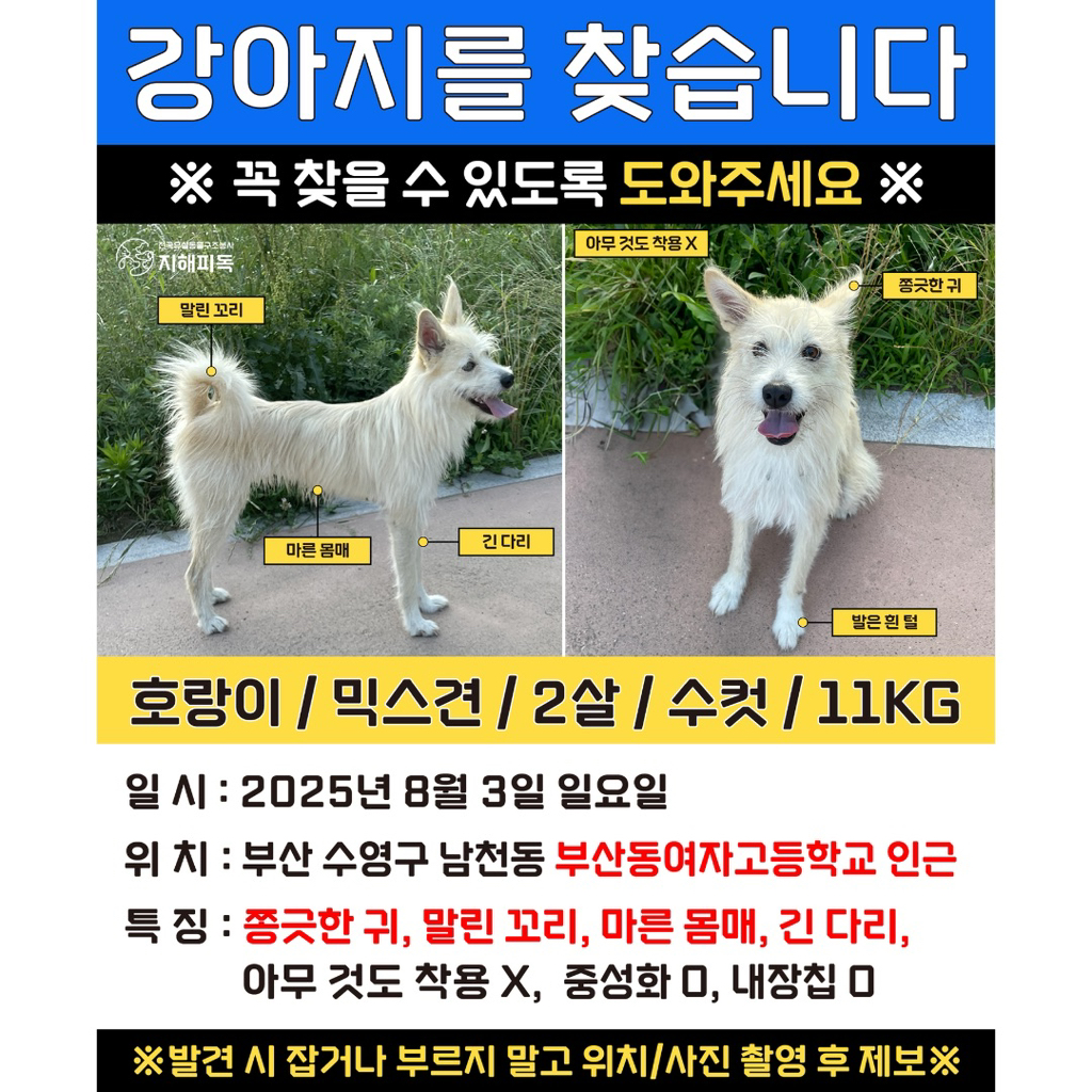 🚨부산 실종 강아지 호랑이를 찾습니다🚨 | 인스티즈