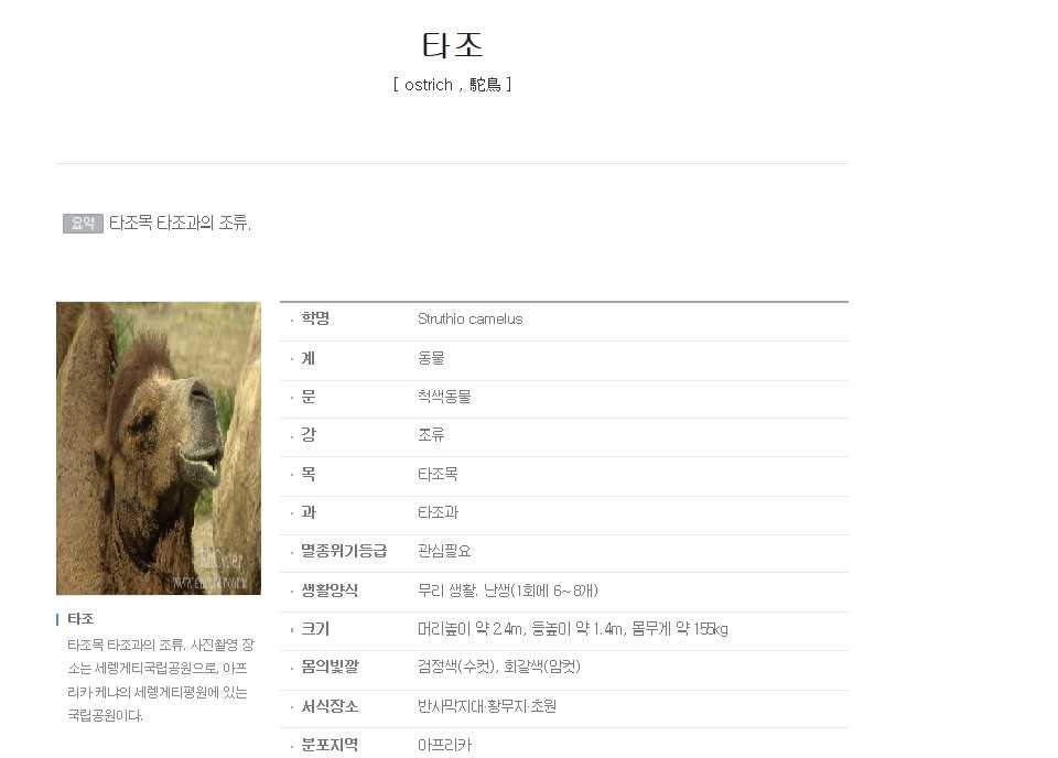 낙타와 타조를 헷갈려 하시는분들이 많아서 정리해드림 | 인스티즈