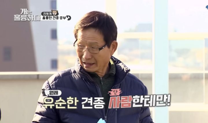 [개는 훌륭하다] 우리나라 진돗개 원탑이라는 아치 | 인스티즈