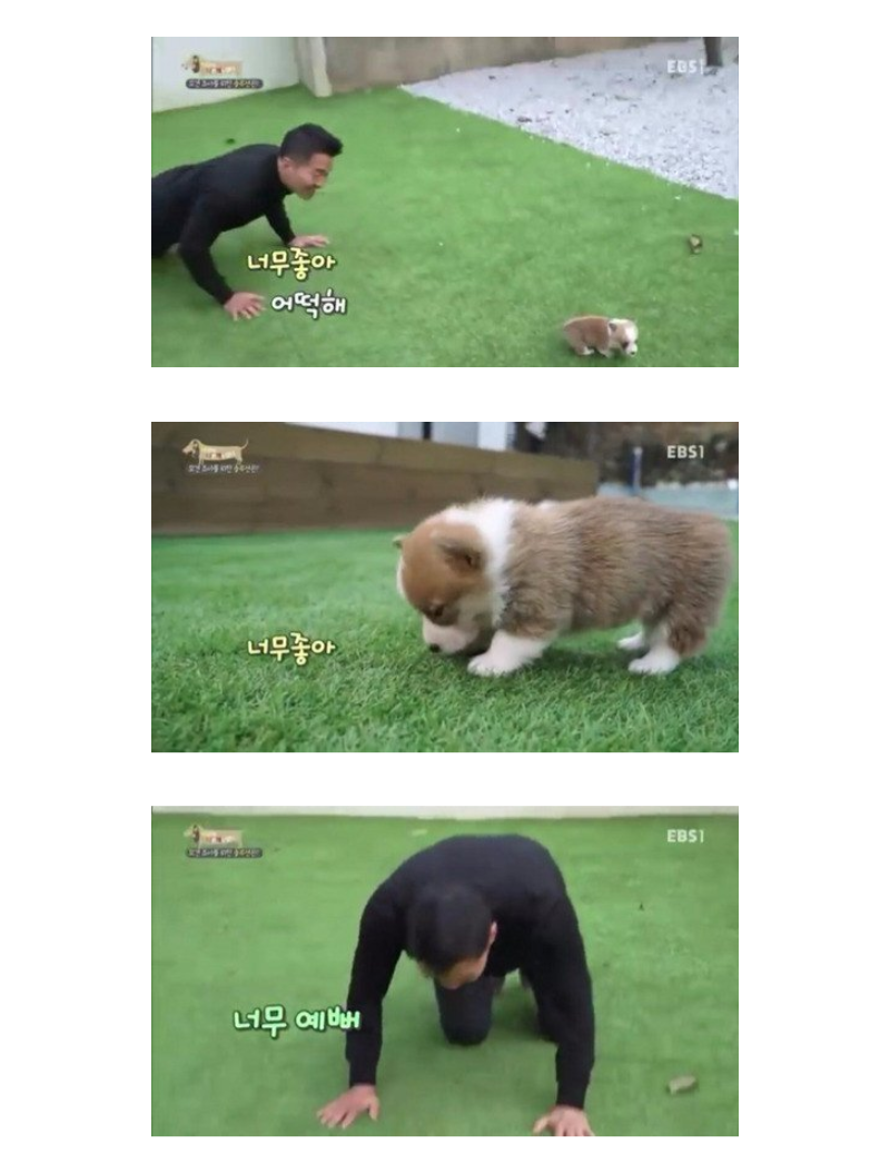 크면서 맹견이 될까봐 강형욱을 찾아온 강아지 | 인스티즈