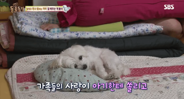 새가족이 생기자 불안해하며 가족들을 괴롭히는 반려견 봄이 | 인스티즈