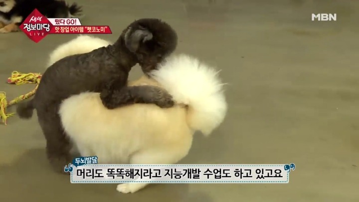 겁나 체계적인 강아지 유치원.jpg | 인스티즈