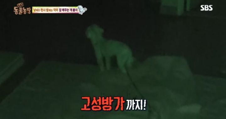 새가족이 생기자 불안해하며 가족들을 괴롭히는 반려견 봄이 | 인스티즈