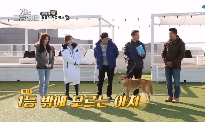[개는 훌륭하다] 우리나라 진돗개 원탑이라는 아치 | 인스티즈