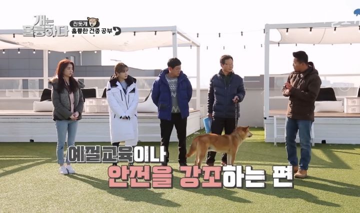 [개는 훌륭하다] 우리나라 진돗개 원탑이라는 아치 | 인스티즈