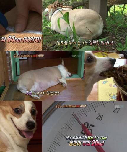 반려동물 주인들이 심심찮게 당하고있는 치기 | 인스티즈