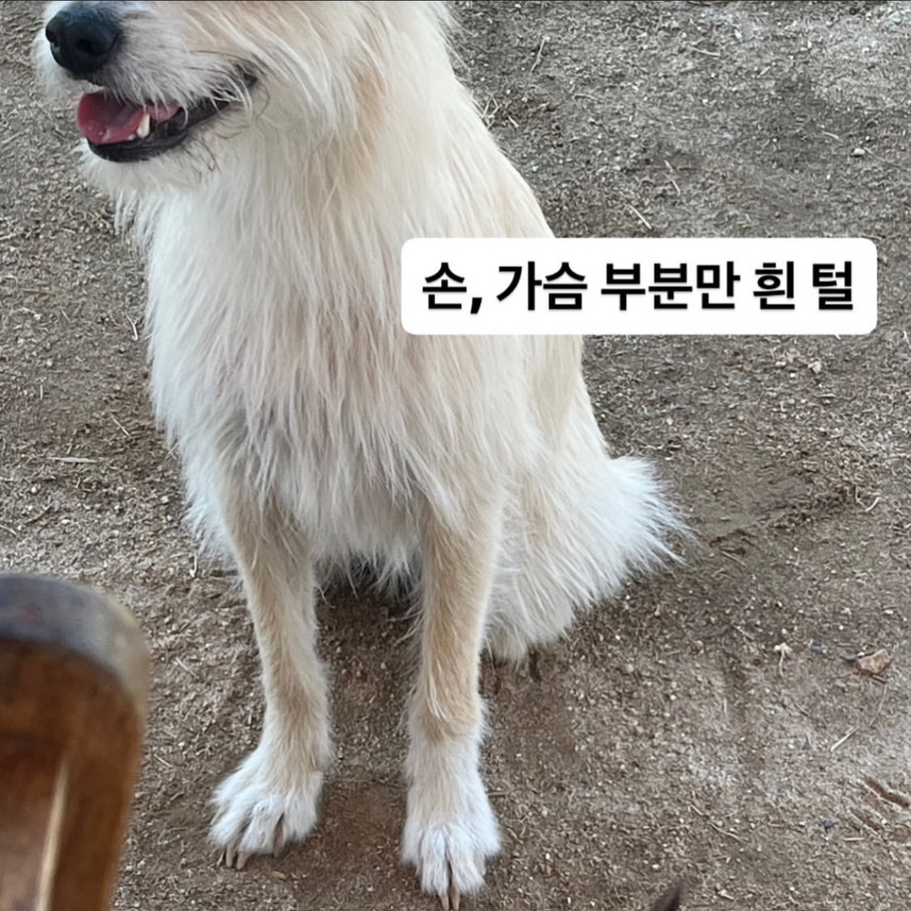 🚨부산 실종 강아지 호랑이를 찾습니다🚨 | 인스티즈
